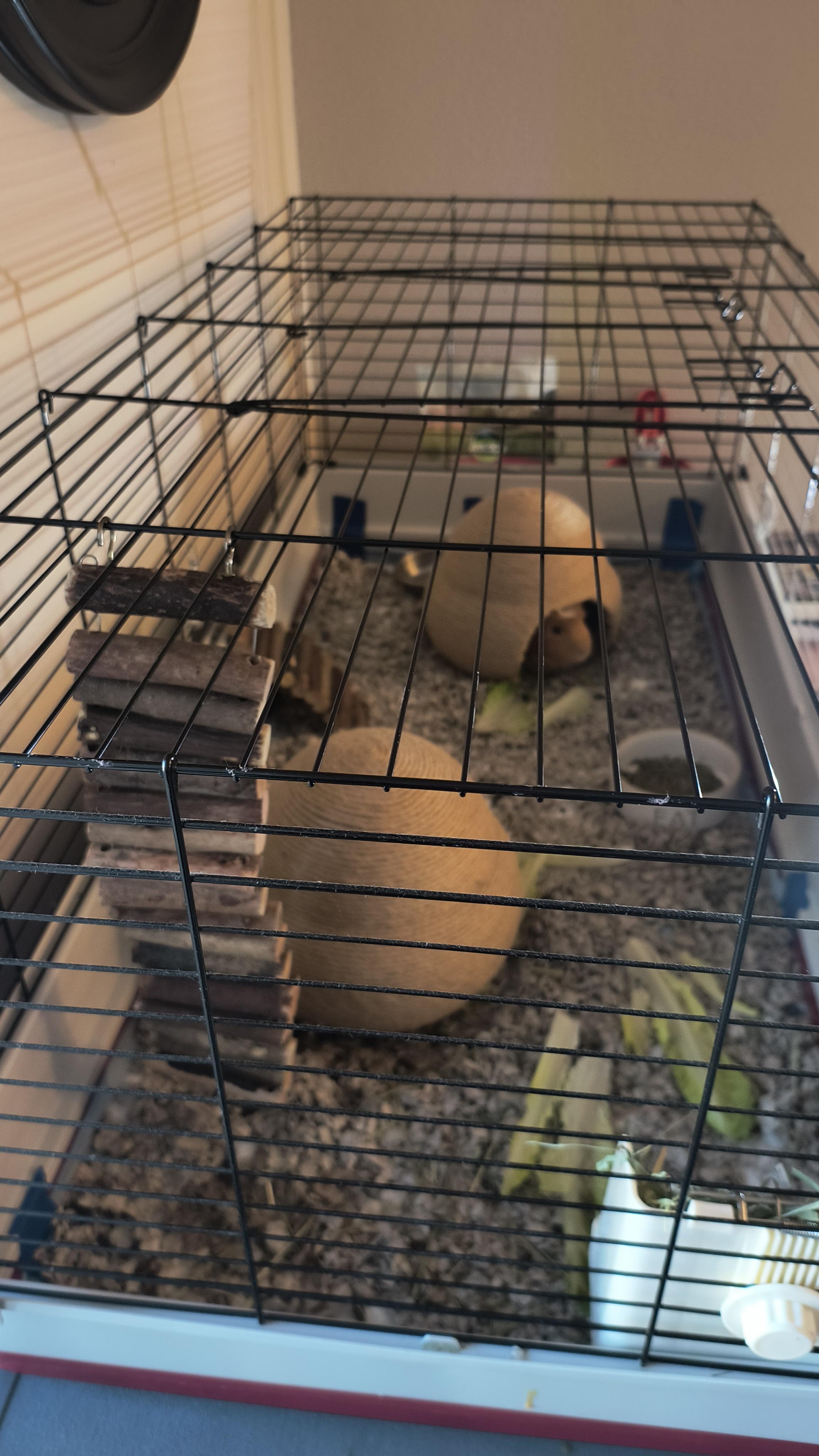 Enlarge Ted & Raul, an adopted Guinea Pig in Austin, TX image 2/2