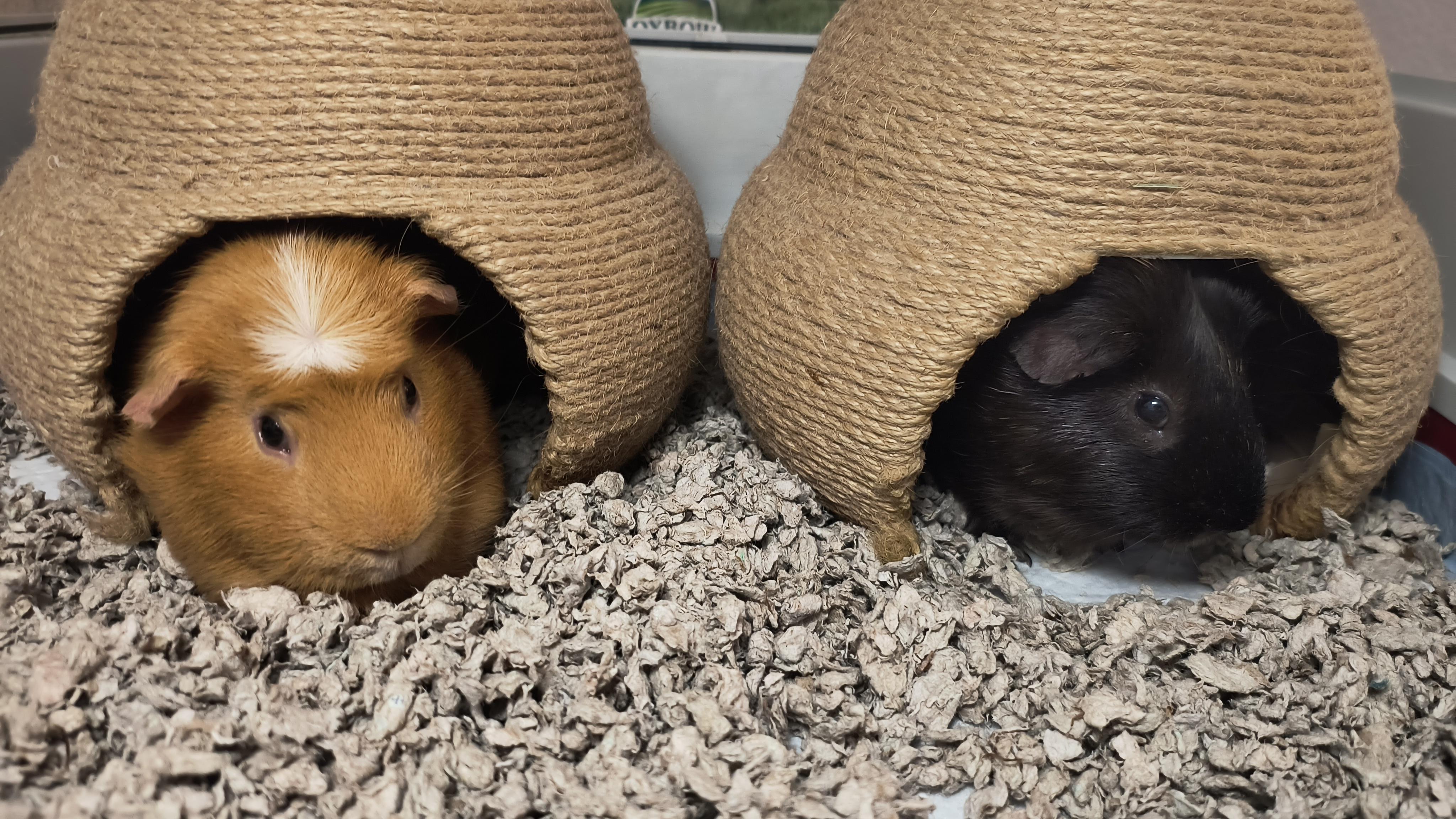 Enlarge Ted & Raul, an adopted Guinea Pig in Austin, TX image 1/2