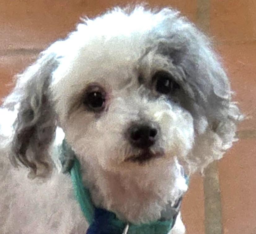 PATCHES, adopted, Adult Male Miniature Poodle.
