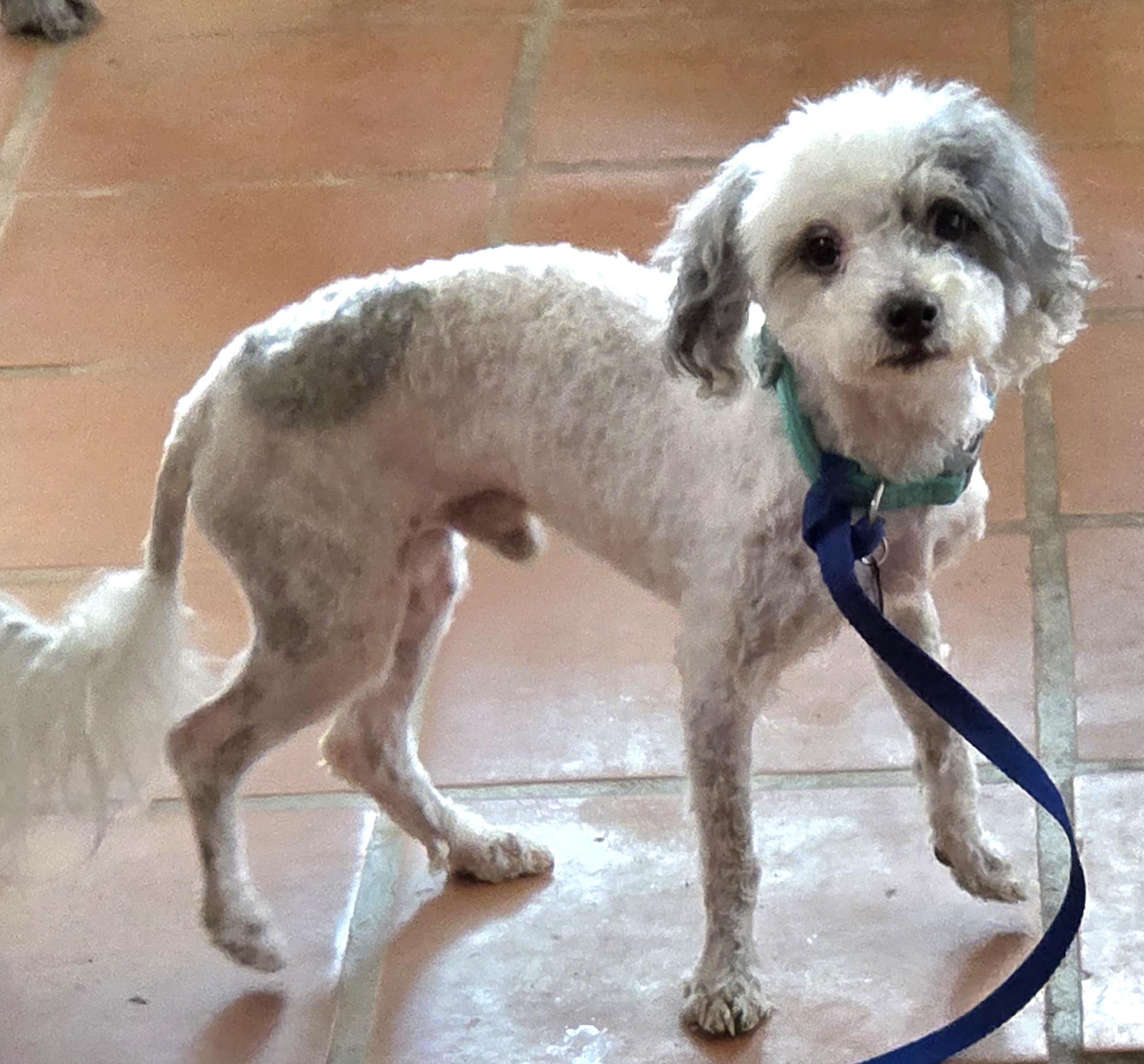 Enlarge PATCHES, an adopted Miniature Poodle in Tucson, AZ image 2/2
