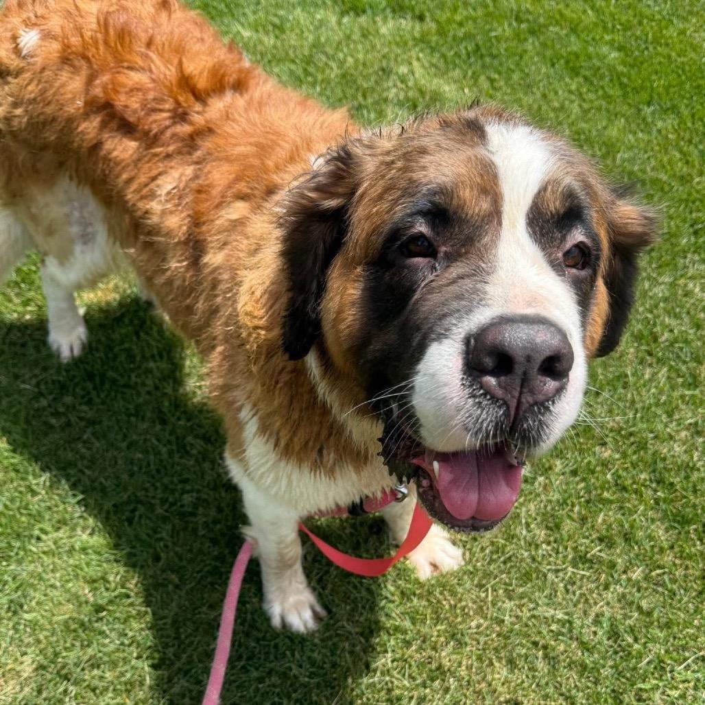 Enlarge Grace Kelly, a Adoptable Saint Bernard in St. Charles, IL image 1/6