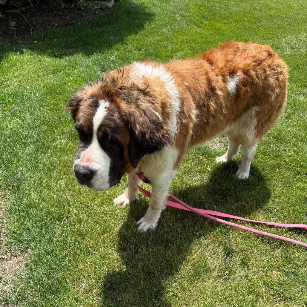 Enlarge Grace Kelly, a Adoptable Saint Bernard in St. Charles, IL image 2/6