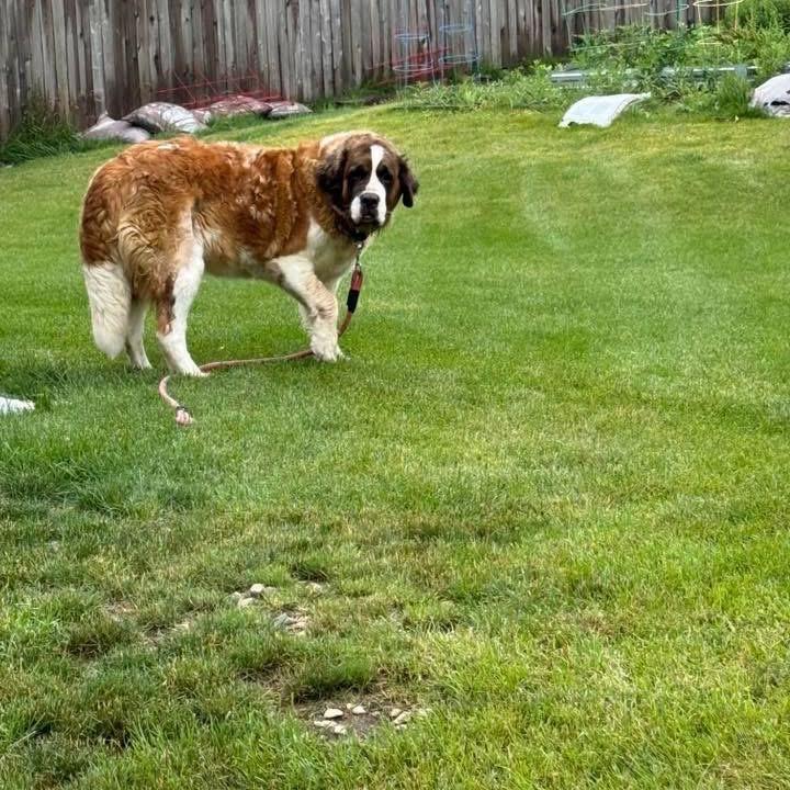 Enlarge Grace Kelly, a Adoptable Saint Bernard in St. Charles, IL image 3/6