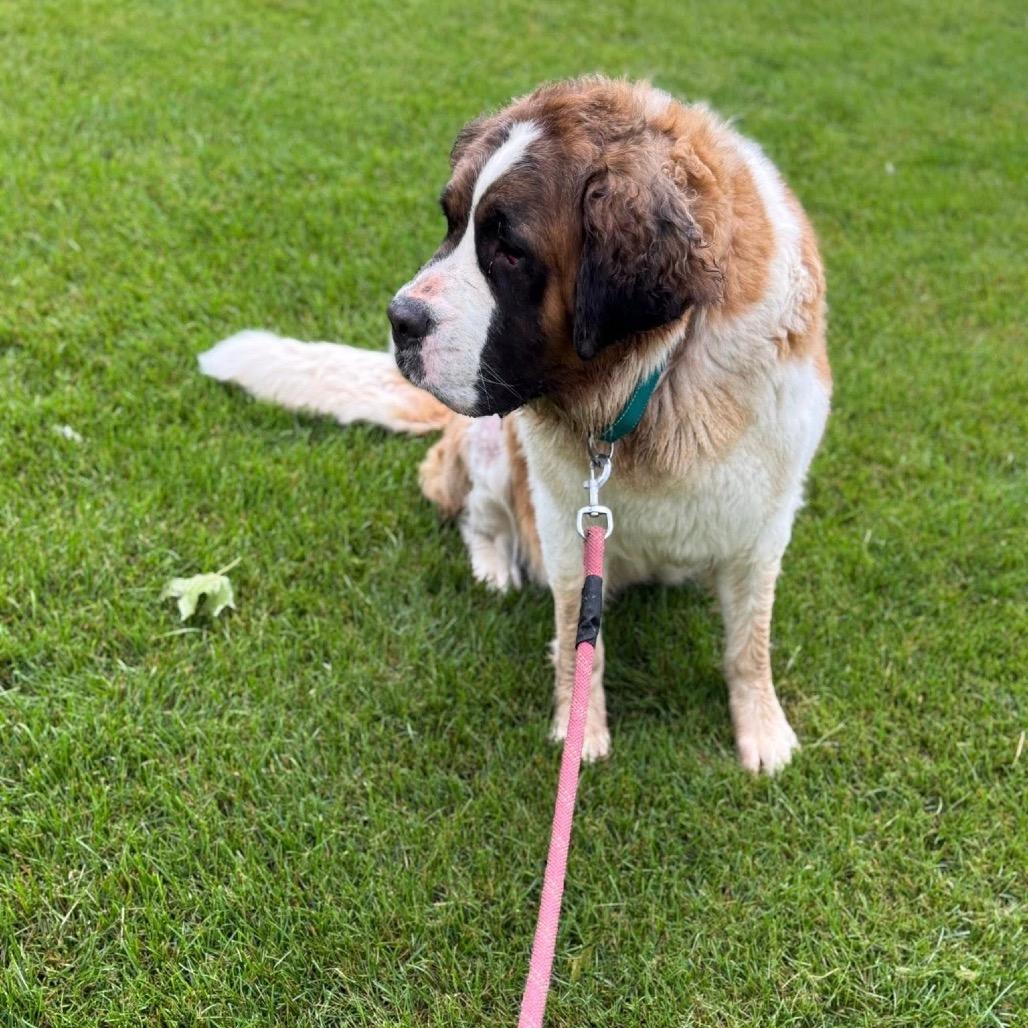 Enlarge Grace Kelly, a Adoptable Saint Bernard in St. Charles, IL image 4/6