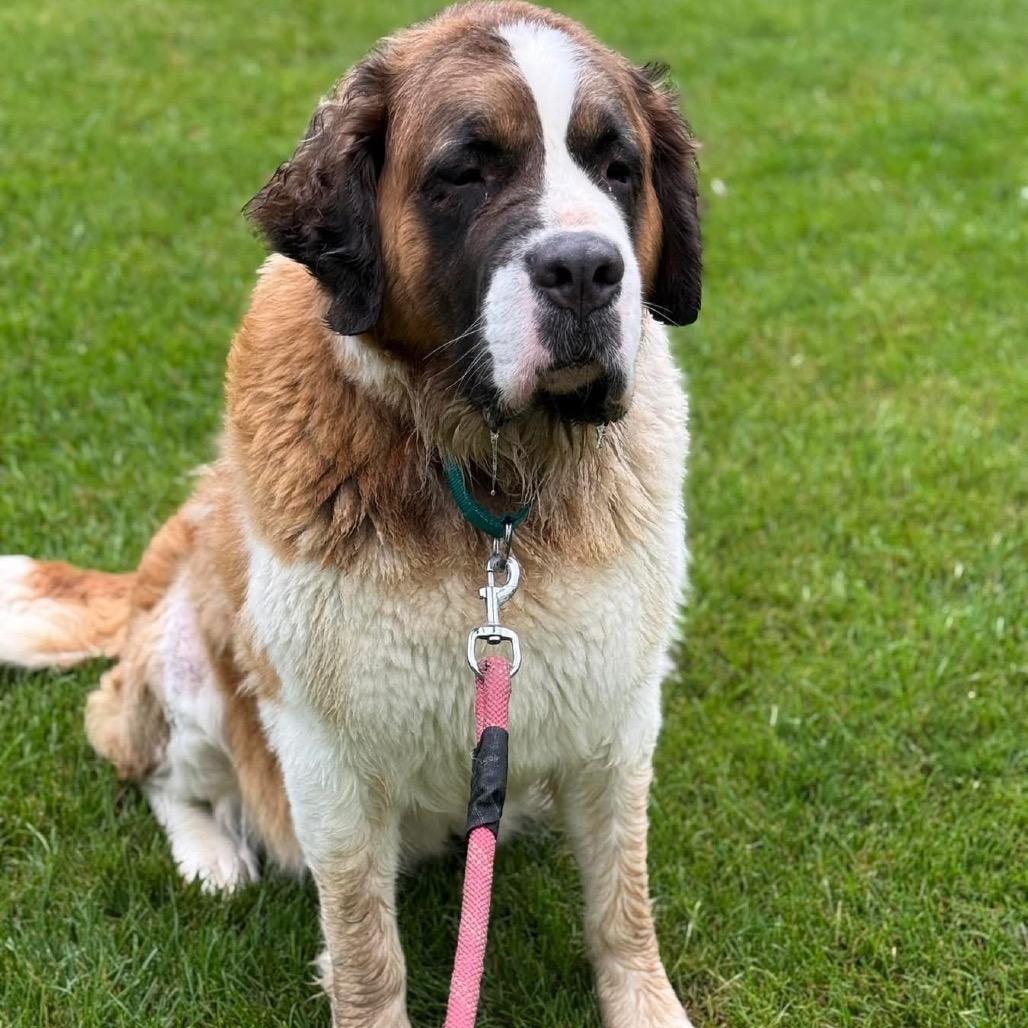 Enlarge Grace Kelly, a Adoptable Saint Bernard in St. Charles, IL image 5/6