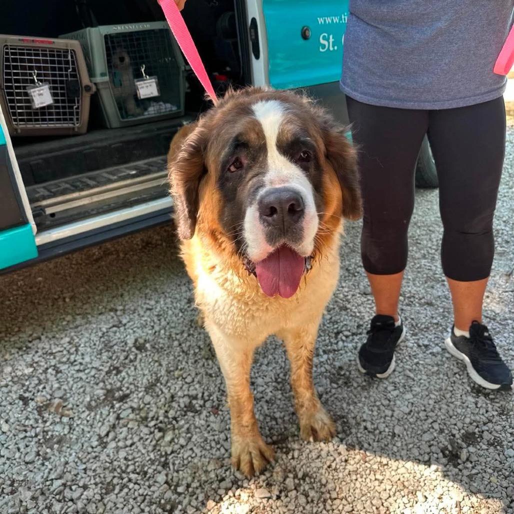 Enlarge Grace Kelly, a Adoptable Saint Bernard in St. Charles, IL image 6/6