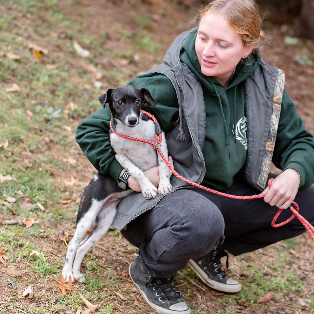 Frank, a Adoptable mixed breed in Chester Springs, PA image 4/5