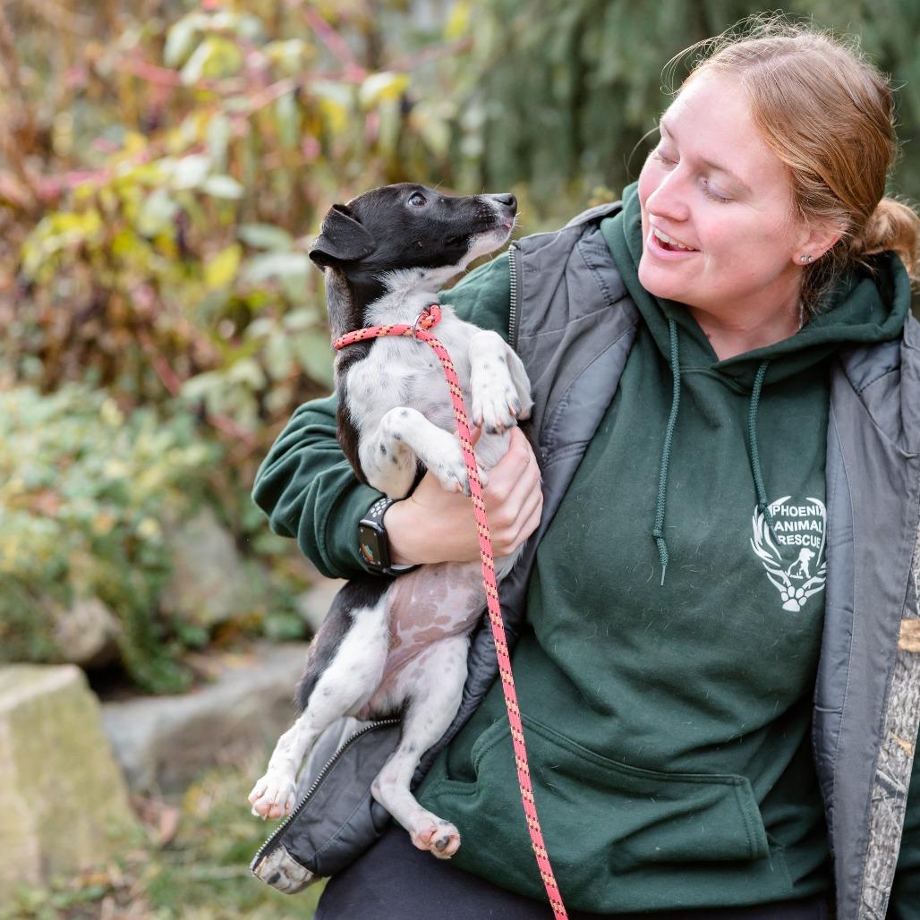 Frank, a Adoptable mixed breed in Chester Springs, PA image 5/5