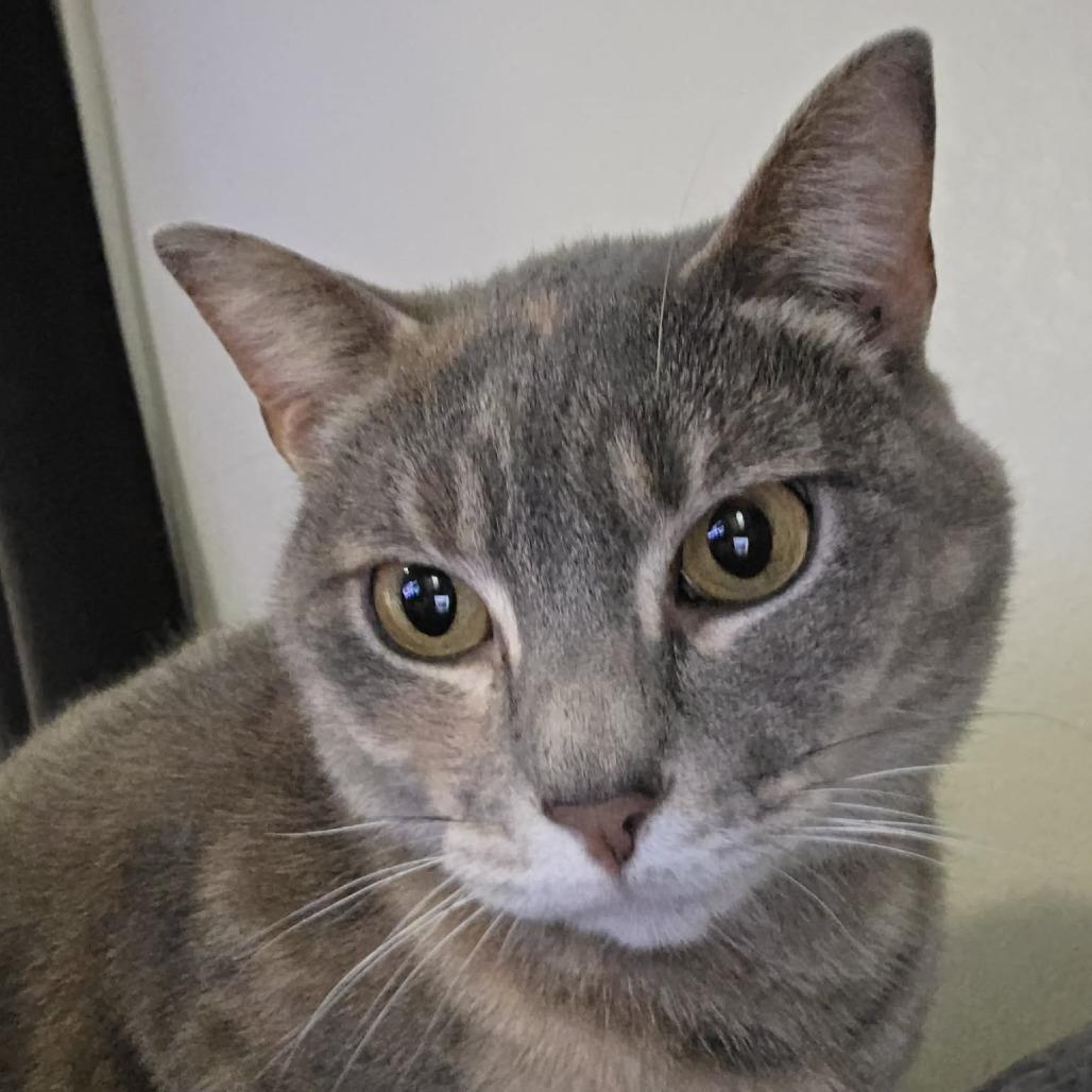 Brittney — thumbnail 2