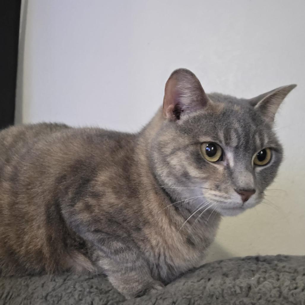 Brittney — thumbnail 3