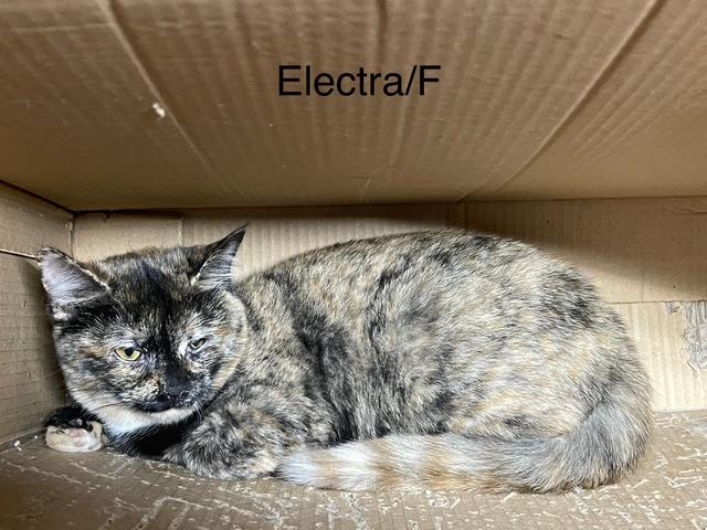 Enlarge Electra, a Adoptable mixed breed in Ronan, MT image 1/1