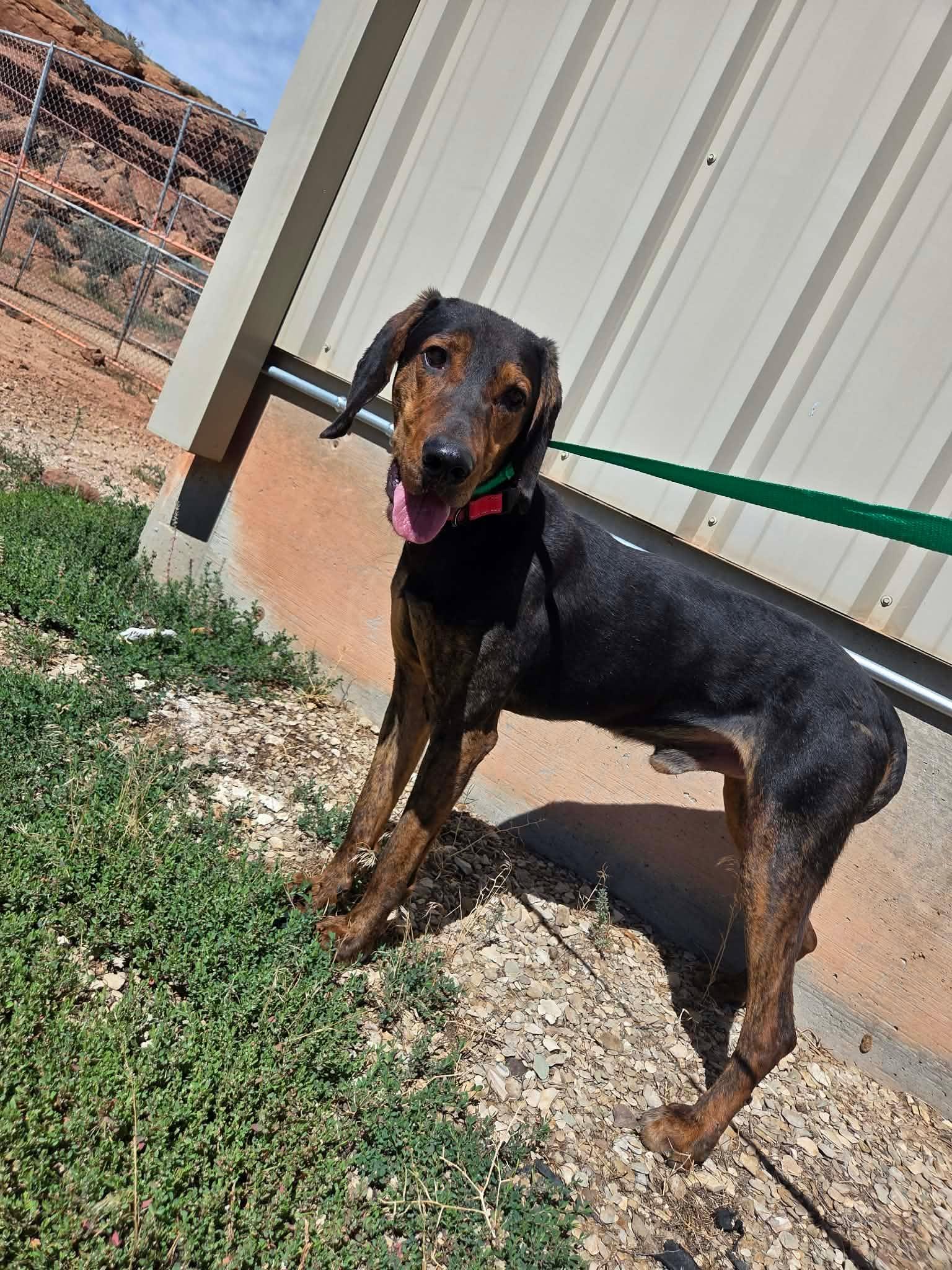 Enlarge Chance, a Adoptable mixed breed in Roosevelt, UT image 4/4