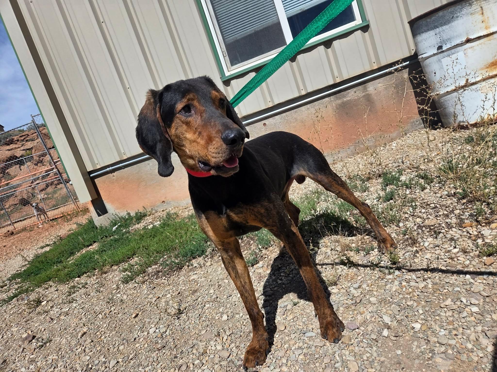 Enlarge Chance, a Adoptable mixed breed in Roosevelt, UT image 3/4