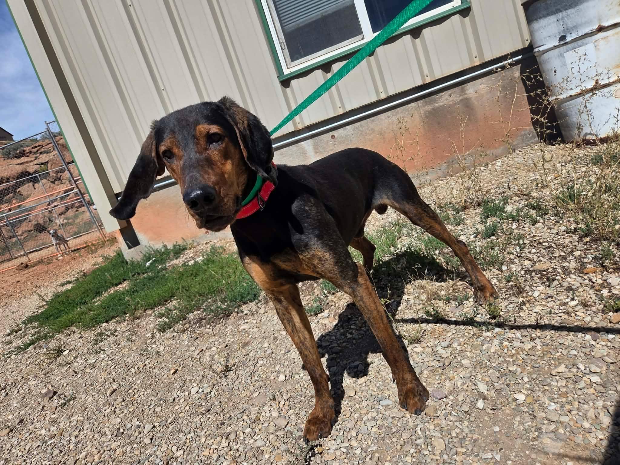 Enlarge Chance, a Adoptable mixed breed in Roosevelt, UT image 2/4