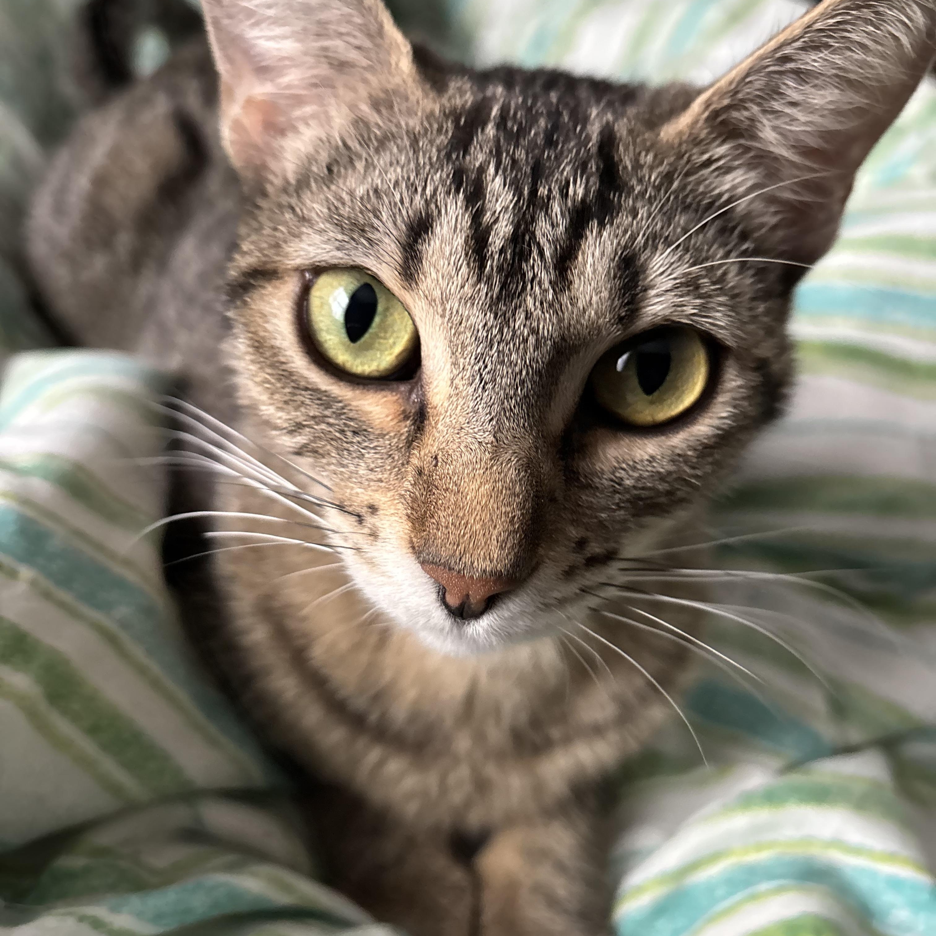 Ginny, Young Female Domestic Short Hair