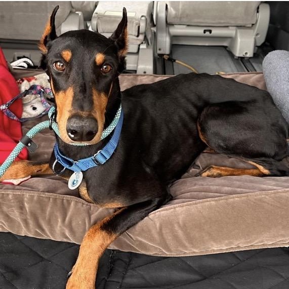 Petra, ADOPTABLE, Adult Female Doberman Pinscher.