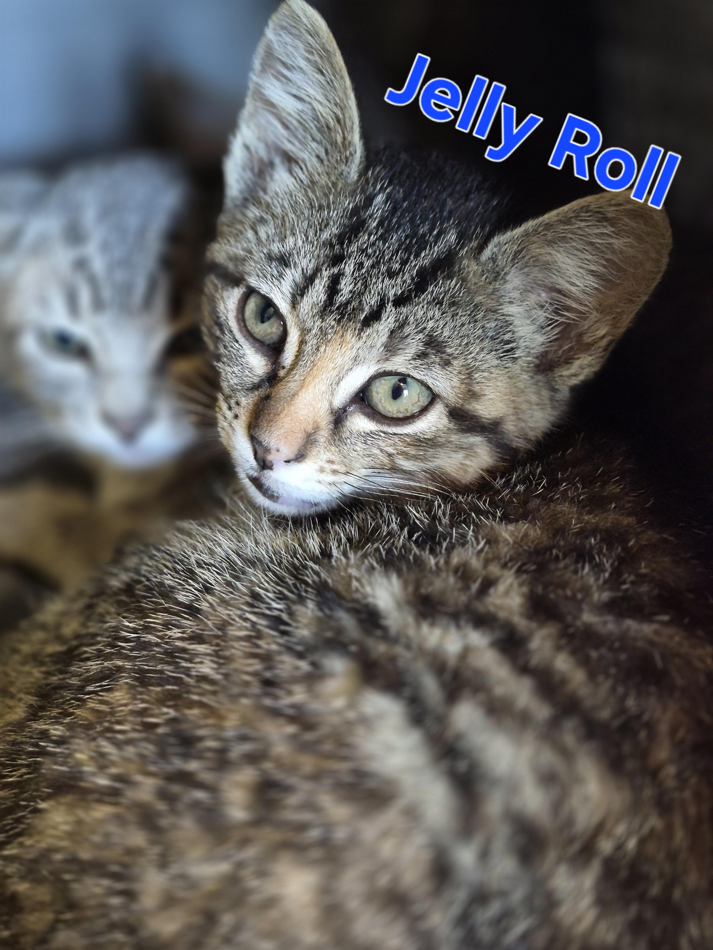 Jelly Roll, Adoptable, Kitten Male Domestic Short Hair.