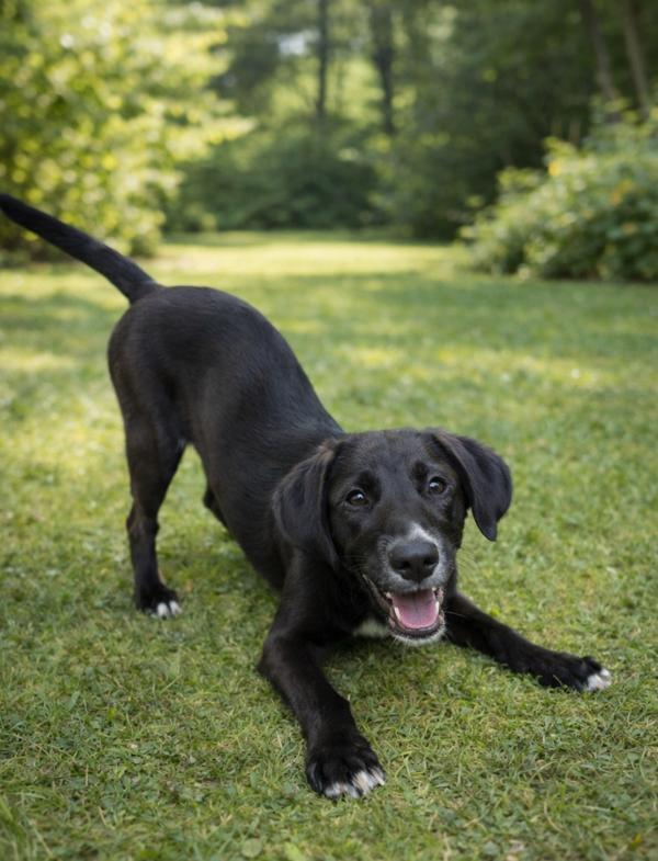 Netflix, a Adoptable mixed breed in Lafayette, LA image 1/2