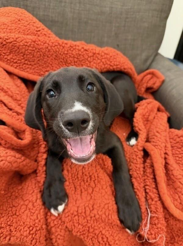 Netflix, a Adoptable mixed breed in Lafayette, LA image 2/2