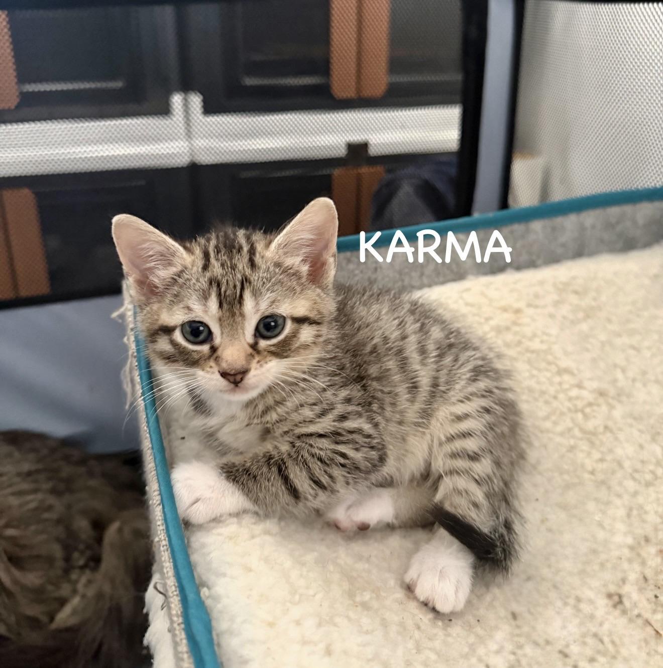 Karma, Adoptable, Kitten Female Domestic Short Hair.