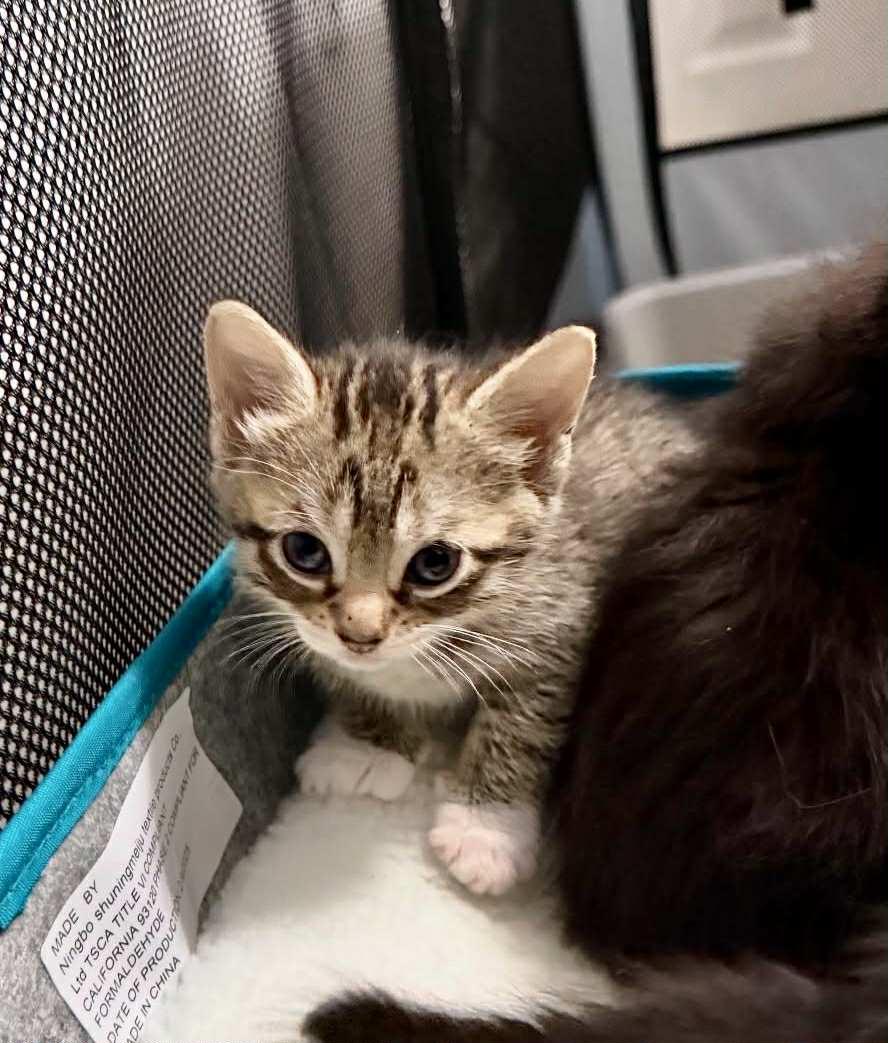 Karma, a Adoptable Domestic Short Hair in Staten Island, NY image 2/6