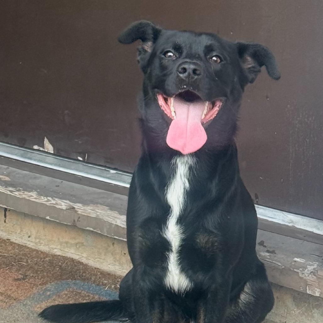 Pepe, Adoptable, Young Male Australian Kelpie & Shepherd.