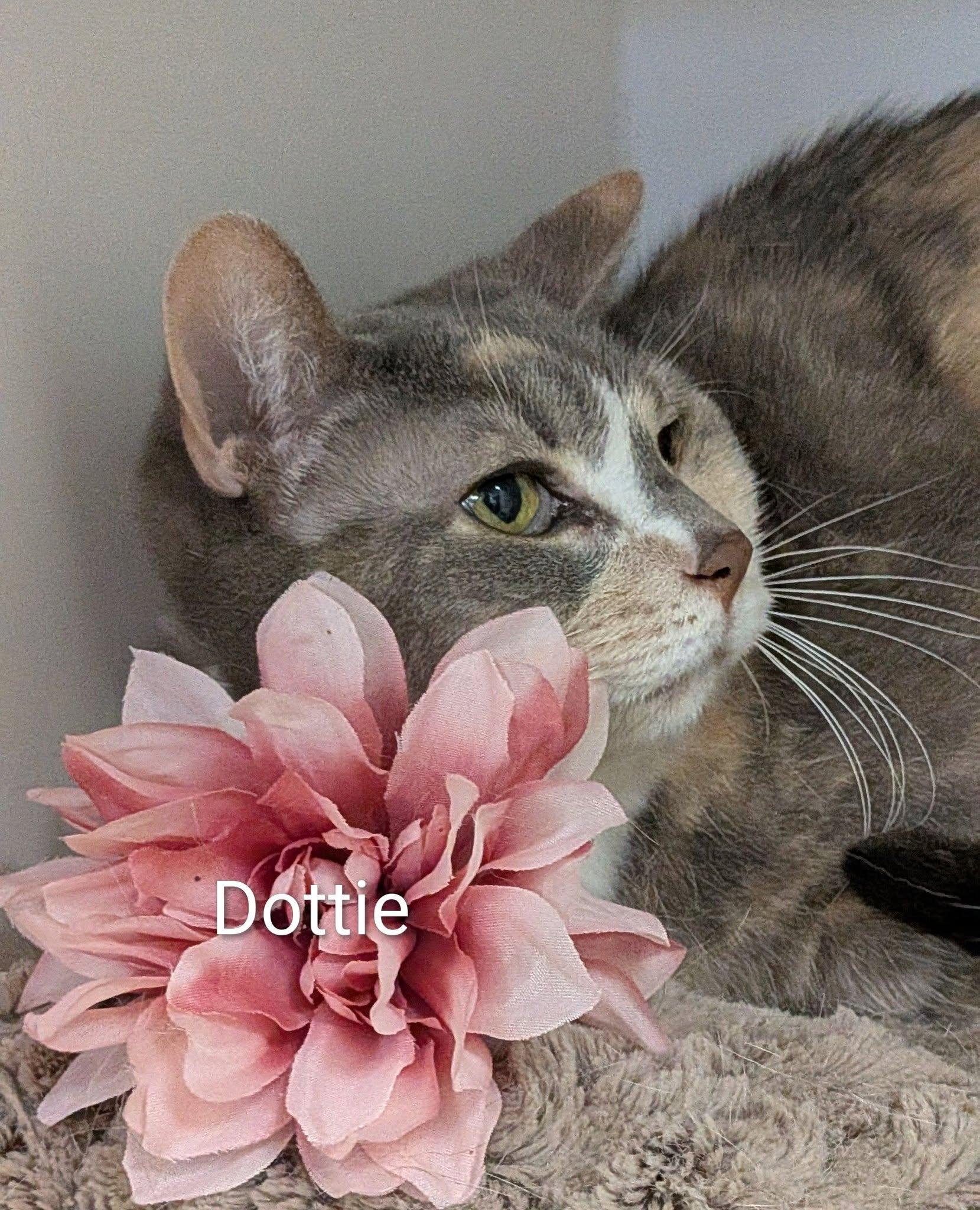Enlarge Dottie, an adopted Domestic Short Hair in Flint, MI image 1/1