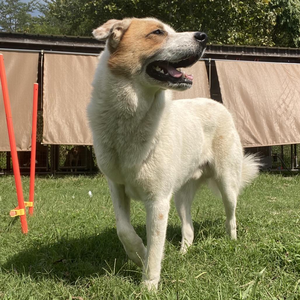 Yondu, Adoptable, Adult Male Great Pyrenees & Great Pyrenees.
