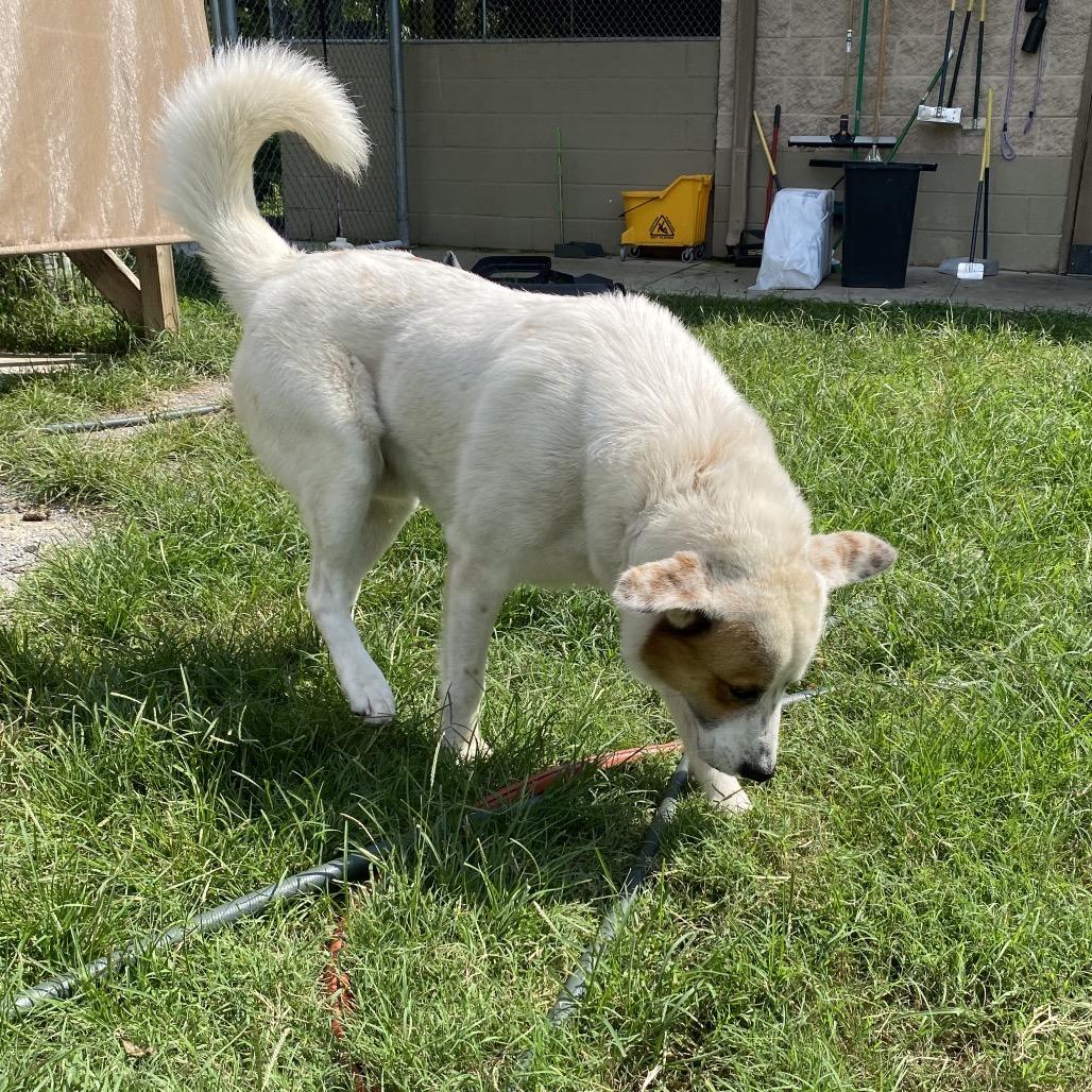 Enlarge Yondu, a Adoptable mixed breed in Caryville, TN image 2/6