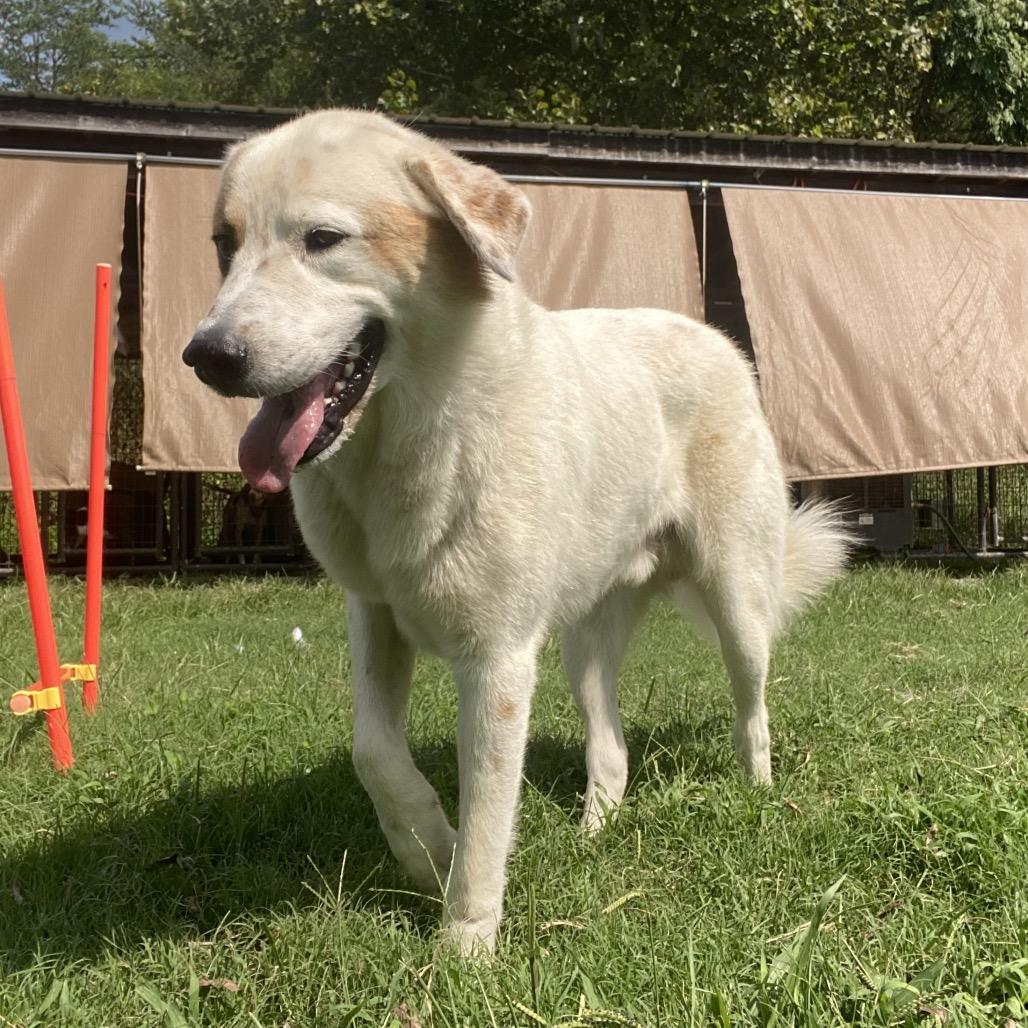 Enlarge Yondu, a Adoptable mixed breed in Caryville, TN image 3/6