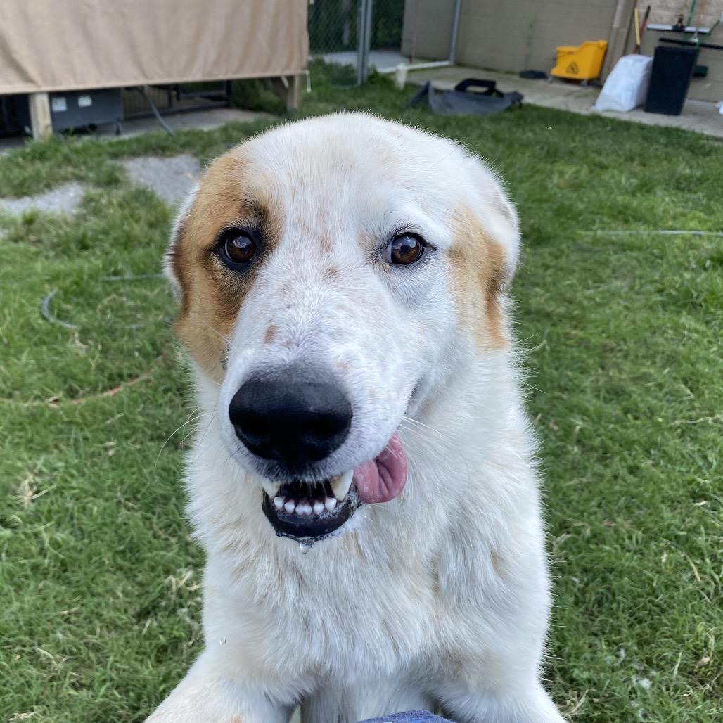 Enlarge Yondu, a Adoptable mixed breed in Caryville, TN image 4/6