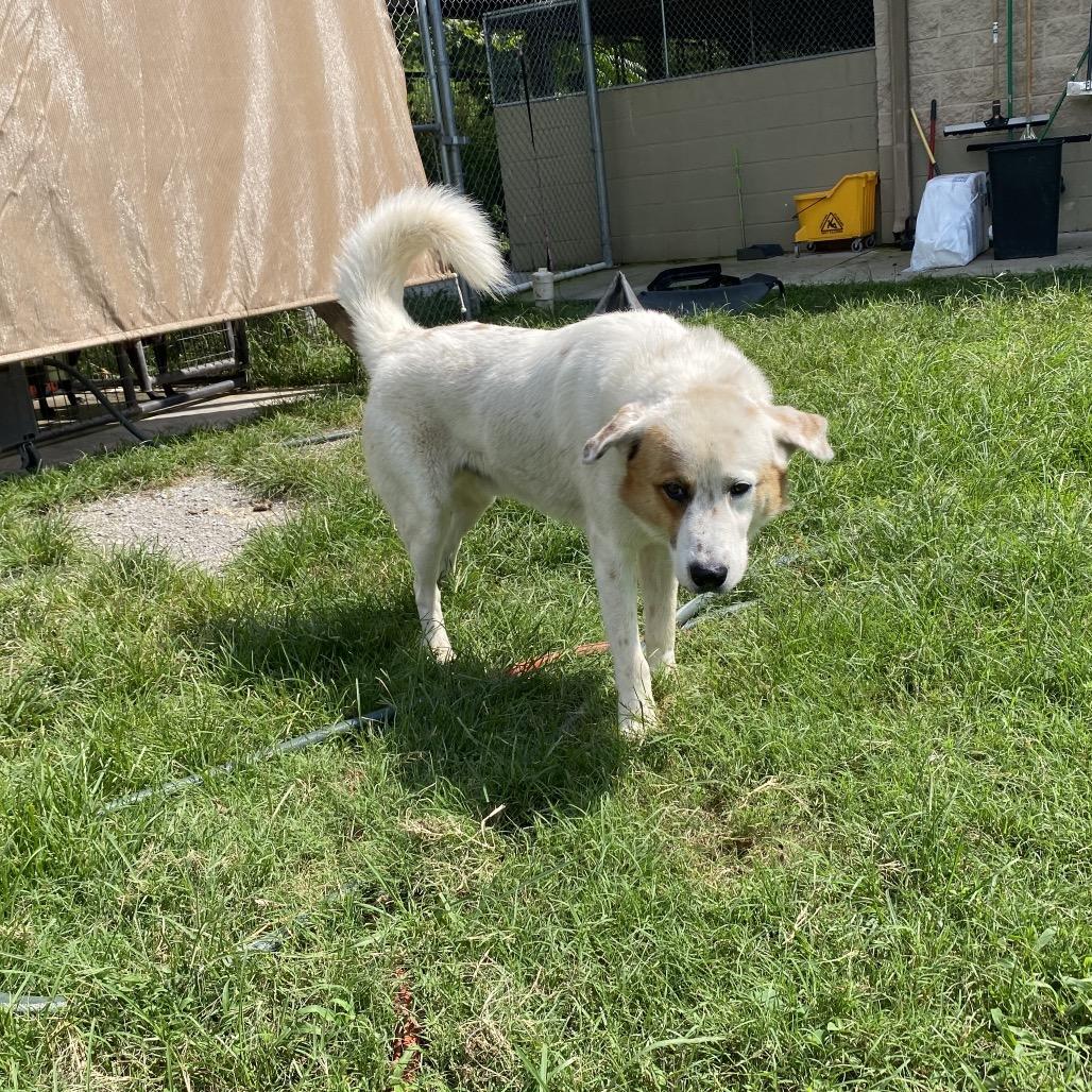 Enlarge Yondu, a Adoptable mixed breed in Caryville, TN image 5/6