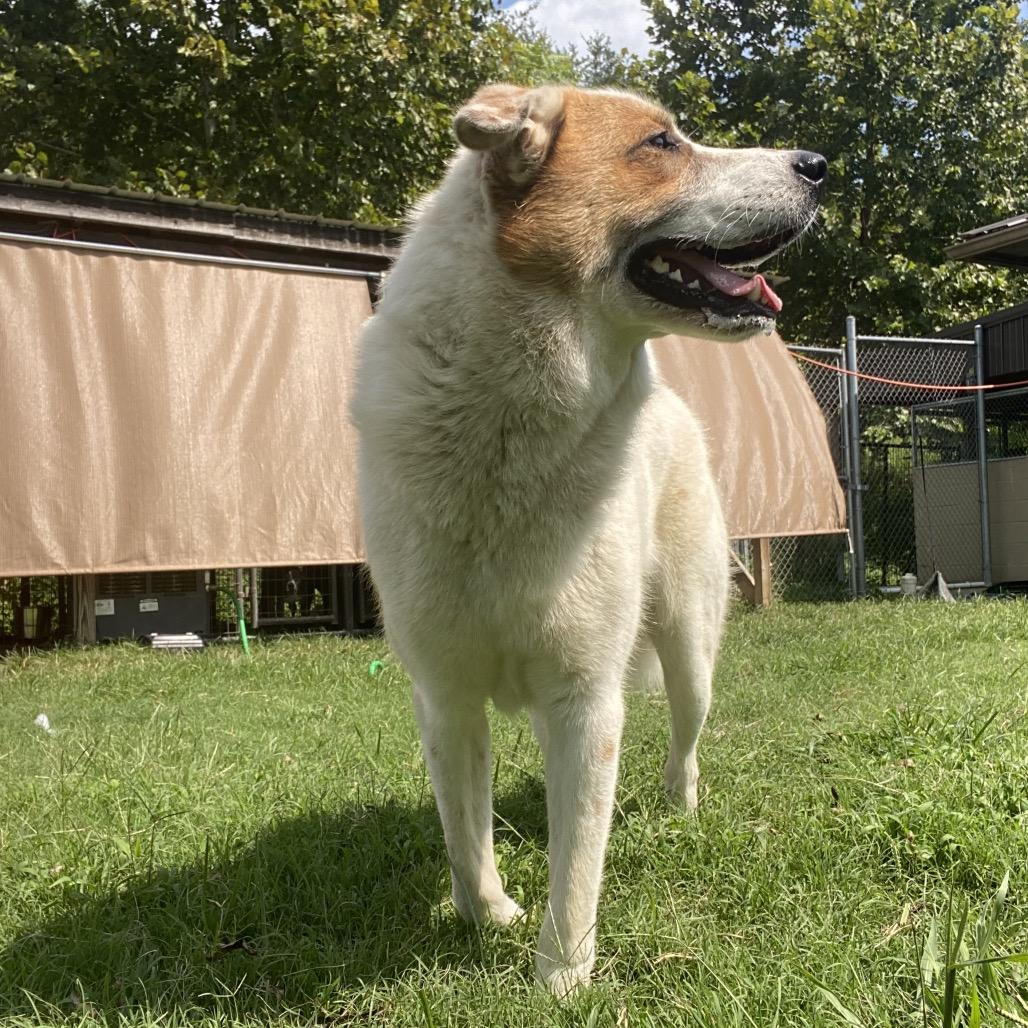 Enlarge Yondu, a Adoptable mixed breed in Caryville, TN image 6/6