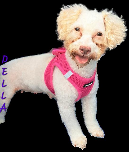 Enlarge Della, a Adoptable Poodle (Toy) in Maitland, FL image 2/4