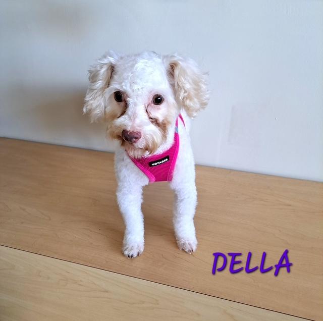 Enlarge Della, a Adoptable Poodle (Toy) in Maitland, FL image 1/4