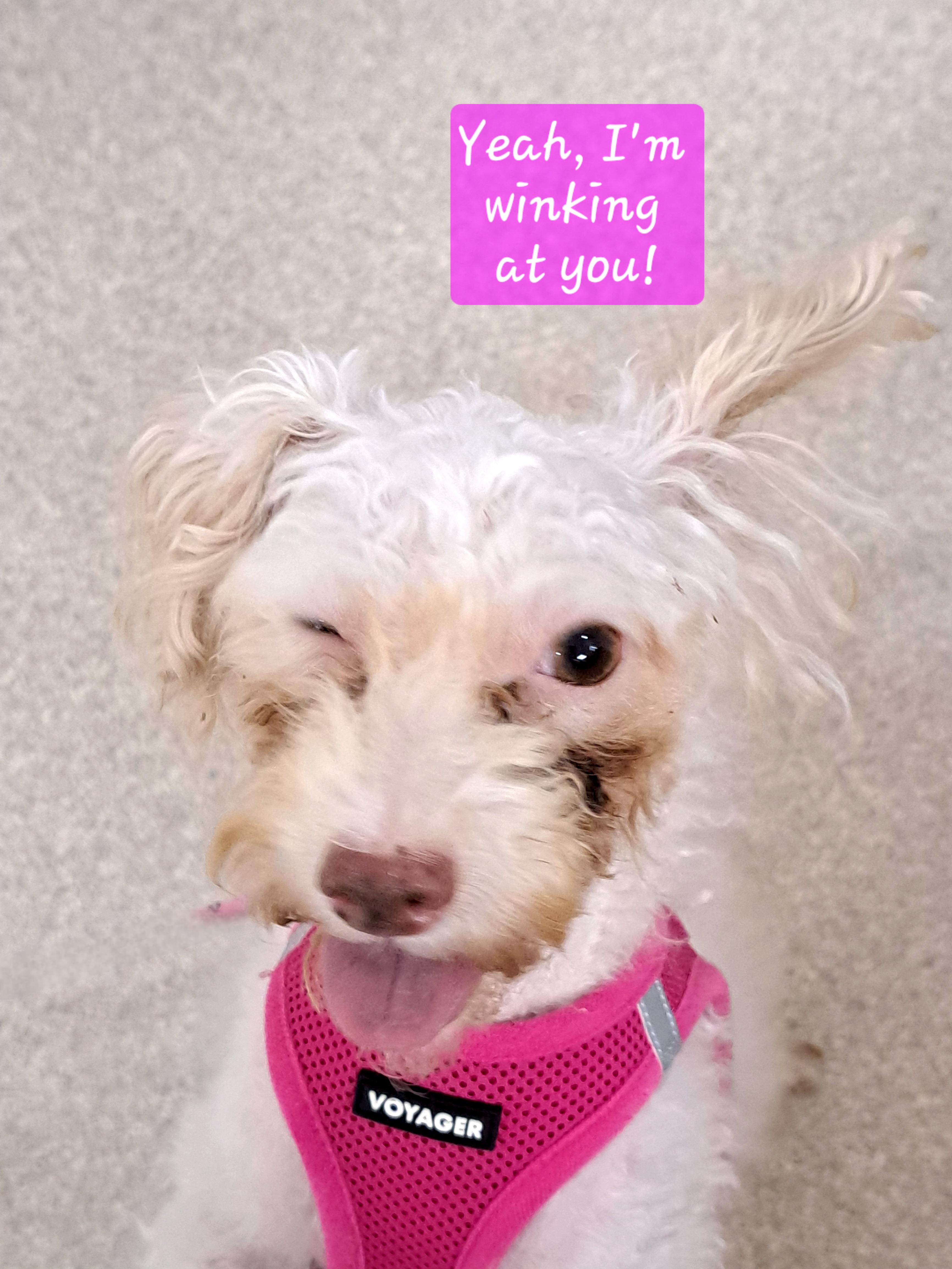 Enlarge Della, a Adoptable Poodle (Toy) in Maitland, FL image 3/4