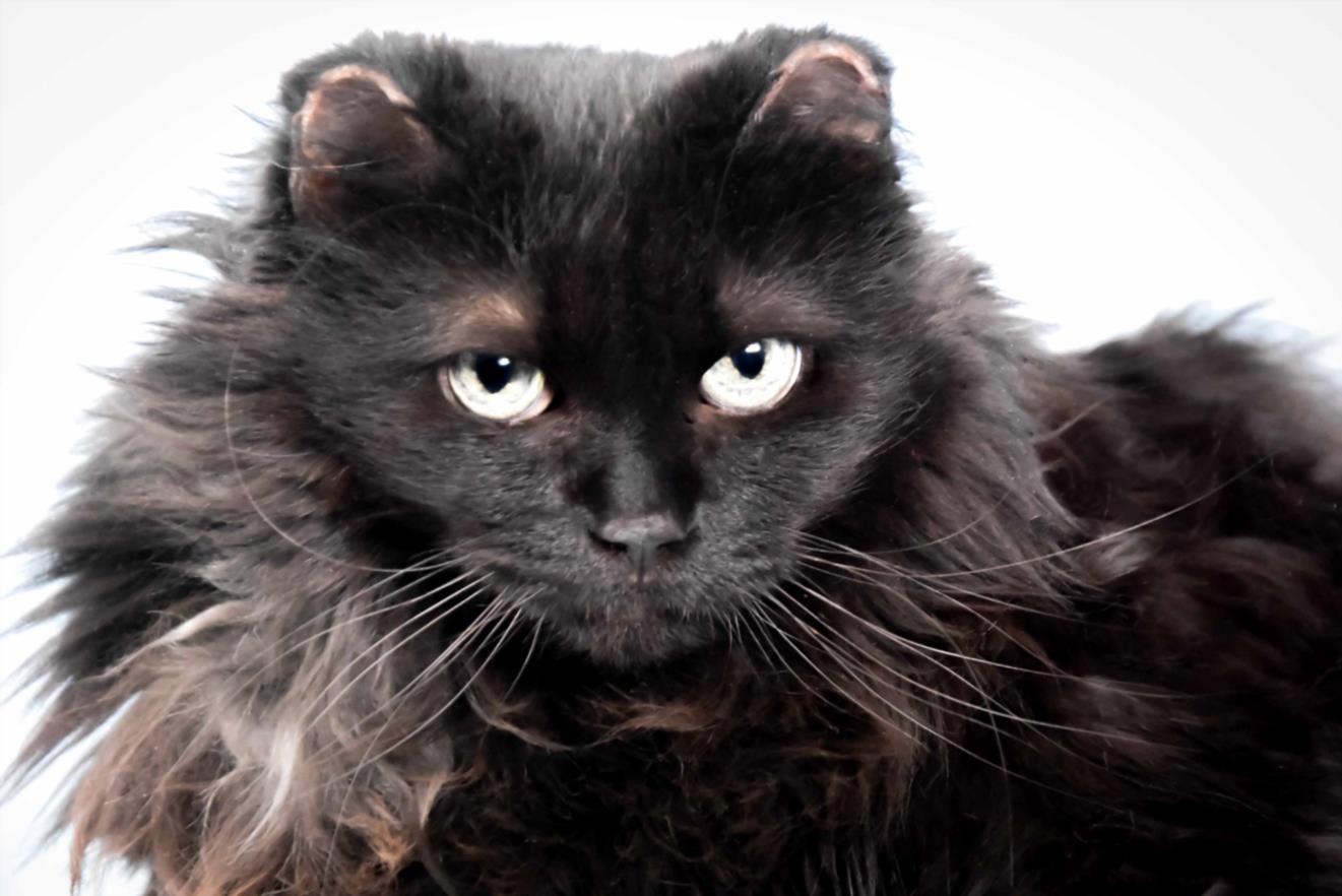 KIKI, Adoptable, Senior Female Maine Coon & Domestic Short Hair.