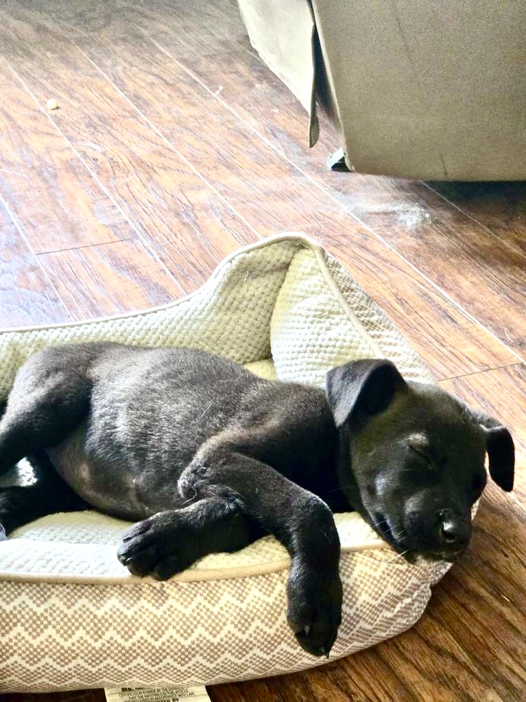 Available for Adoption - New Hope Dog Rescue