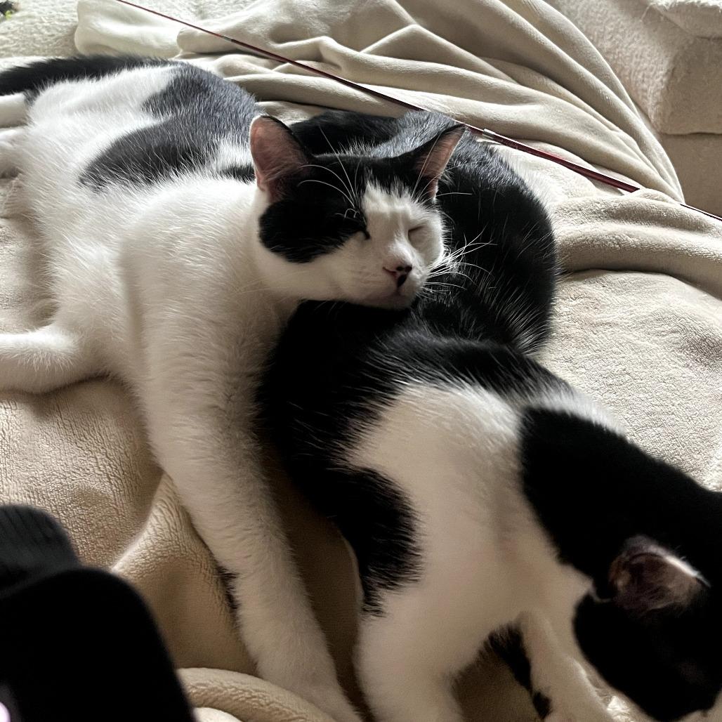 Alfie, Adoptable, Young Male Domestic Short Hair.