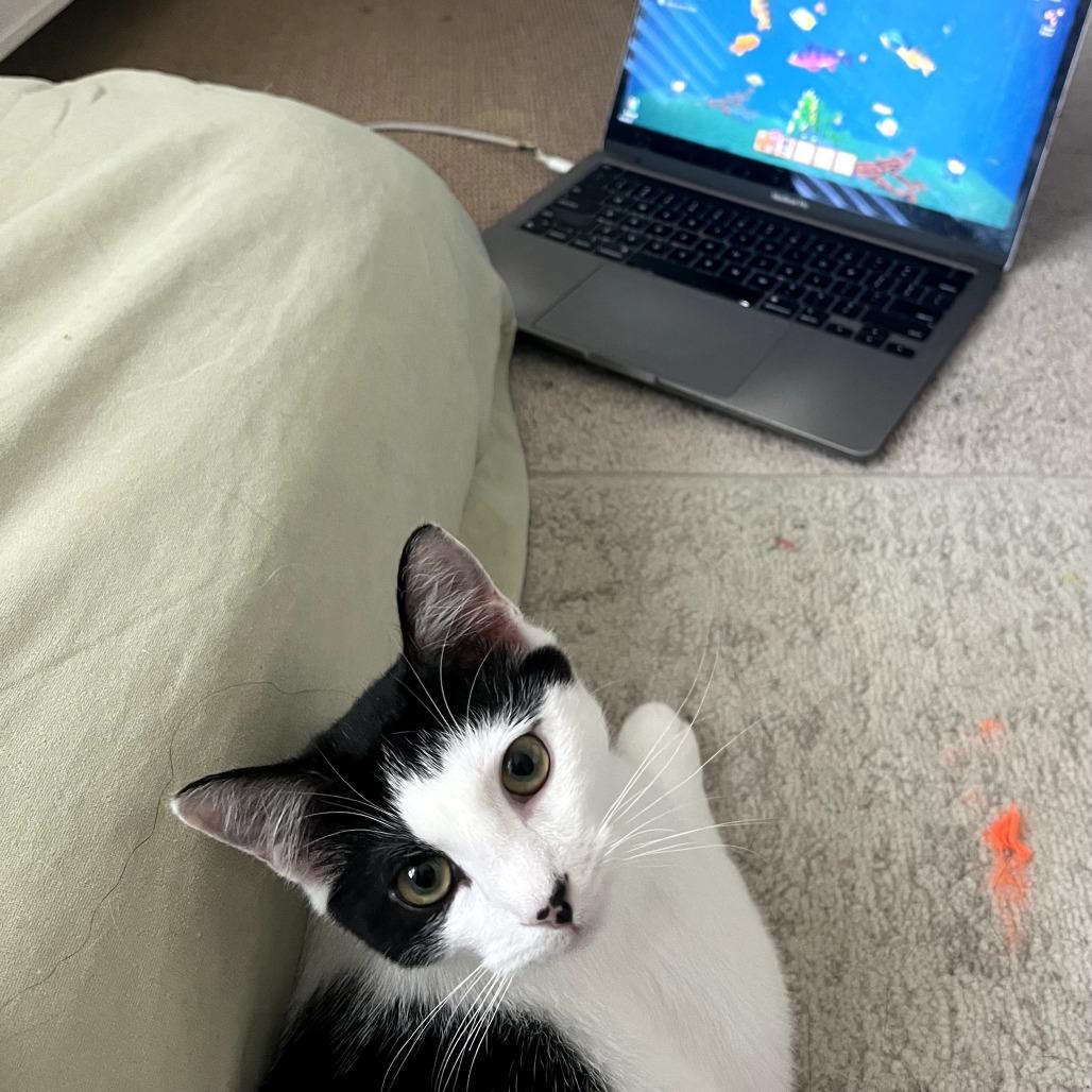 Alfie, a Adoptable Domestic Short Hair in Durham, NC image 2/6