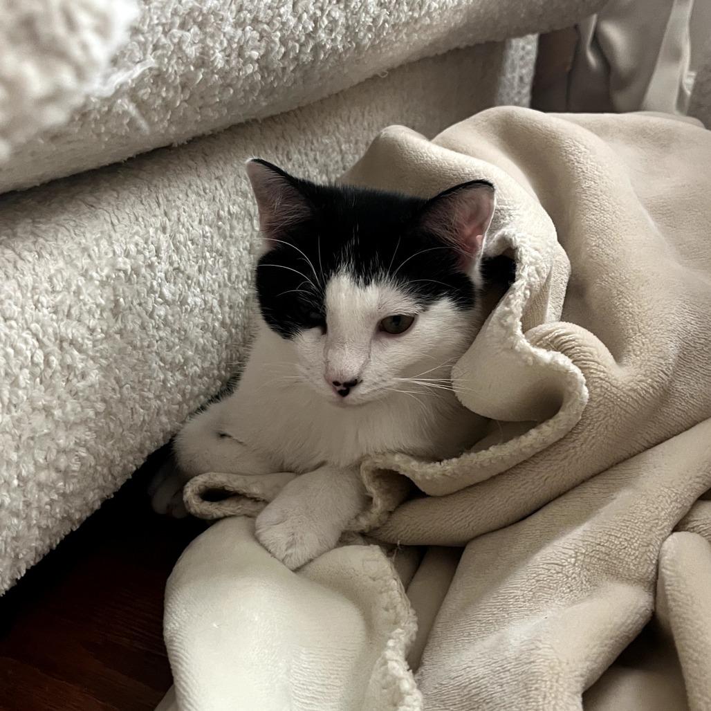 Alfie, a Adoptable Domestic Short Hair in Durham, NC image 3/6