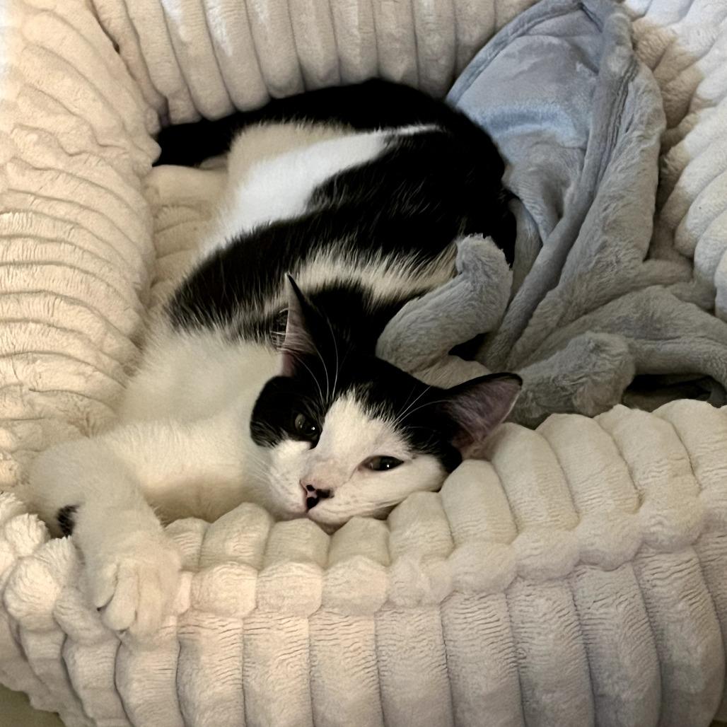 Alfie, a Adoptable Domestic Short Hair in Durham, NC image 4/6