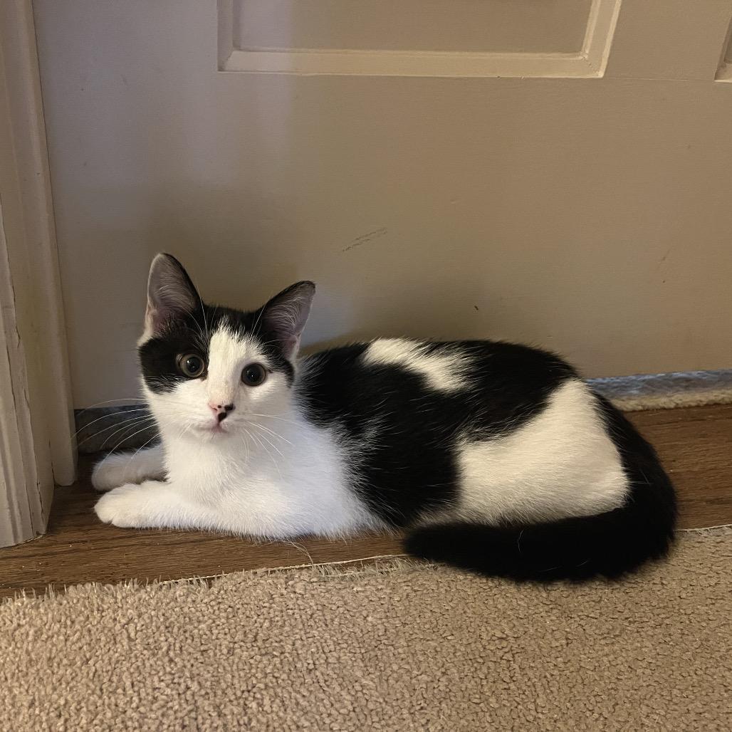 Alfie, a Adoptable Domestic Short Hair in Durham, NC image 5/6