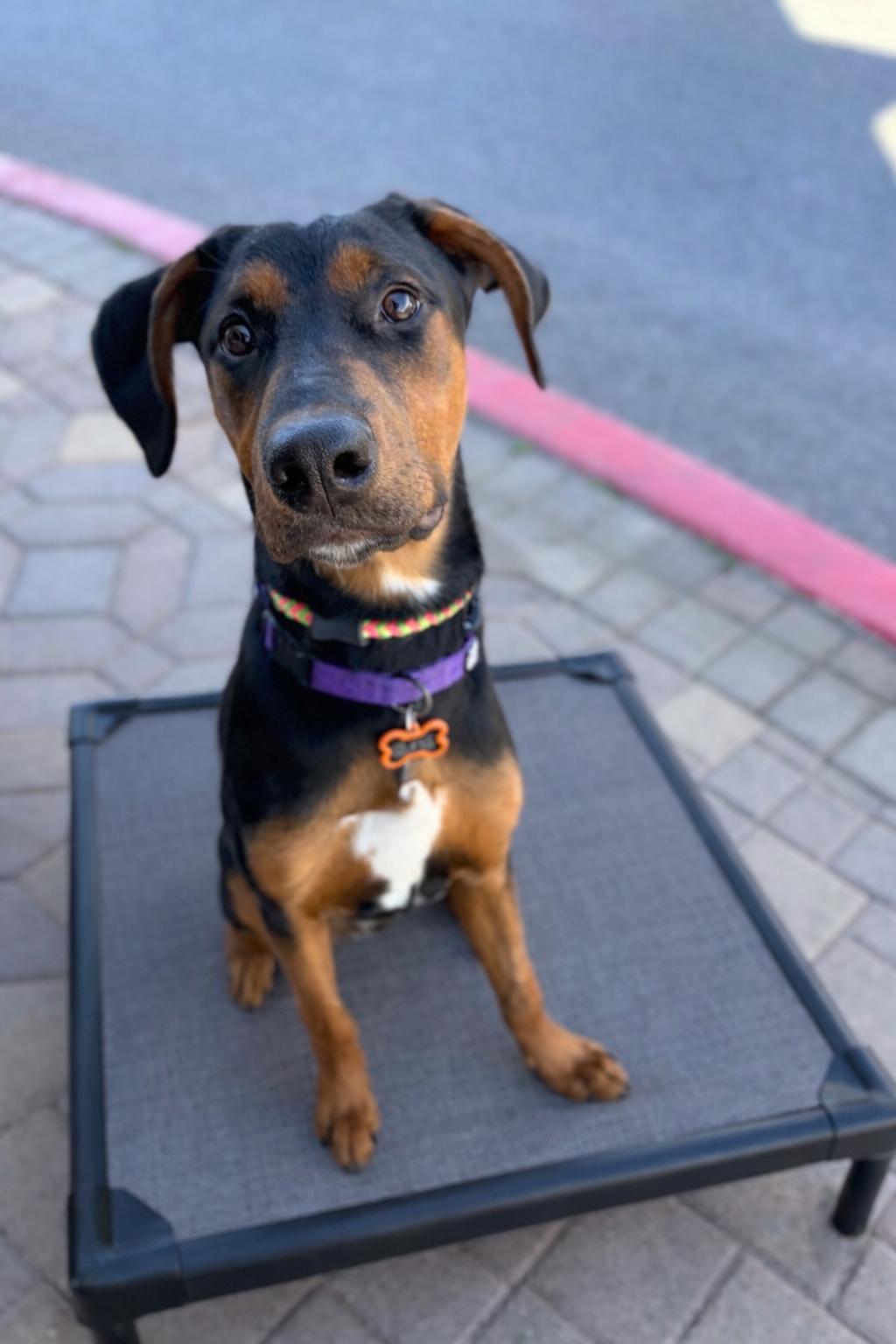 Phoebe Snow,, ADOPTABLE, Young Female Doberman Pinscher.