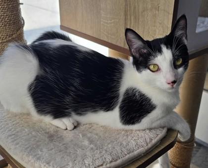 Twix, Adoptable, Young Female Domestic Short Hair & Domestic Short Hair.