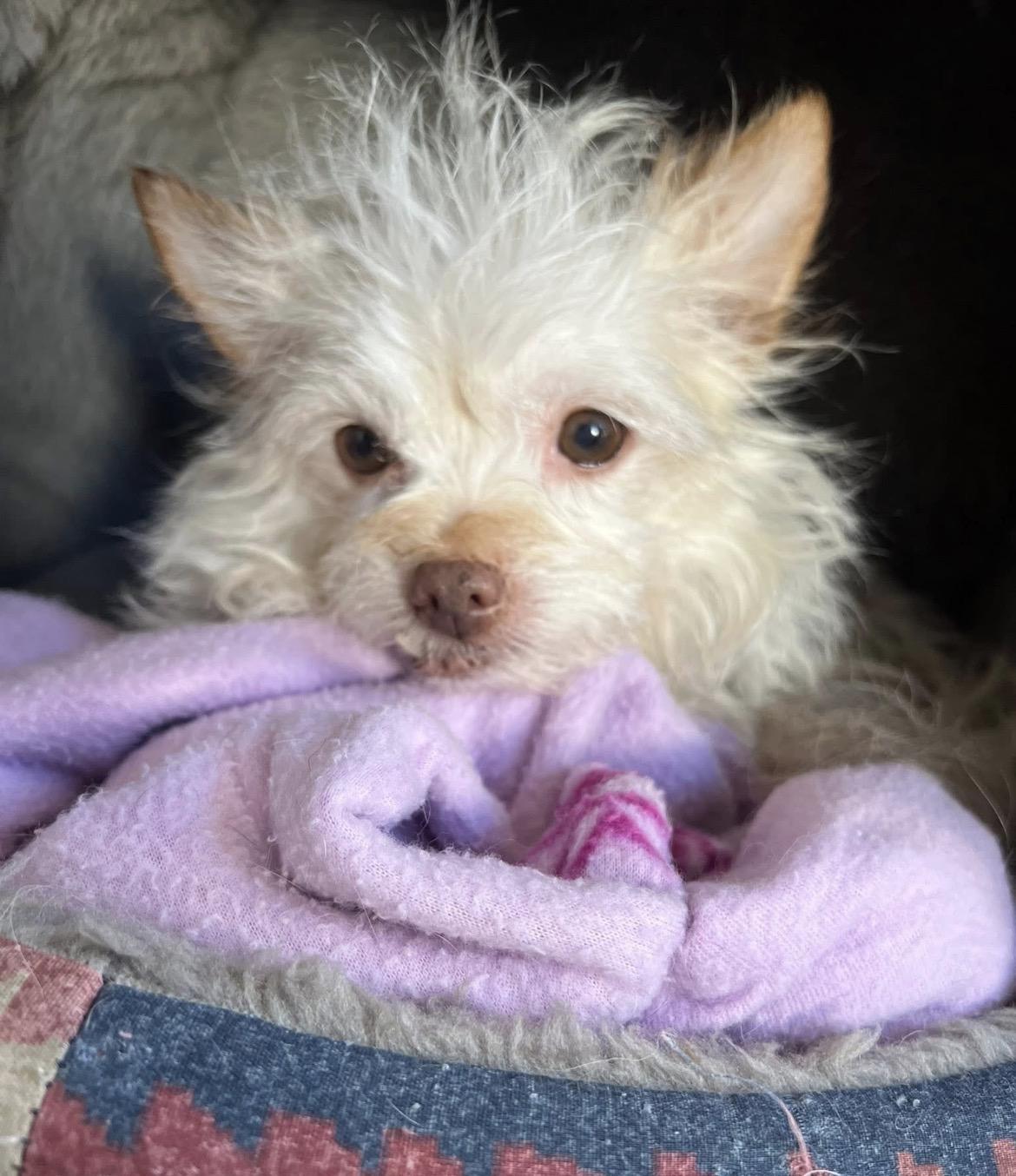 Enlarge Hazel , a ADOPTABLE mixed breed in Powell Butte, OR image 2/3