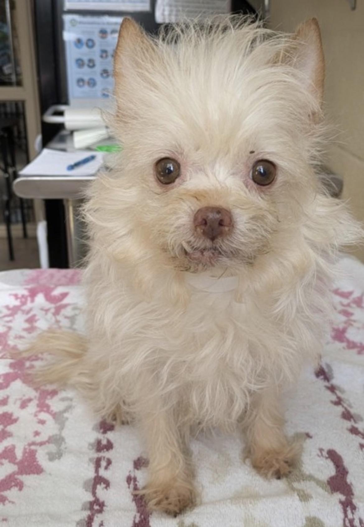 Enlarge Hazel , a ADOPTABLE mixed breed in Powell Butte, OR image 1/3