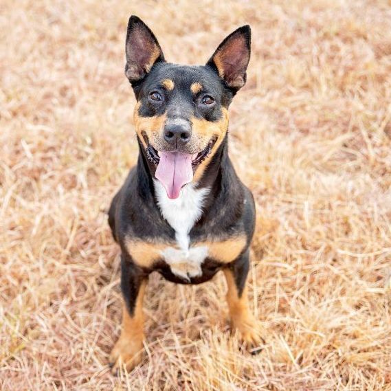 *Ellie, Adult Female unknown