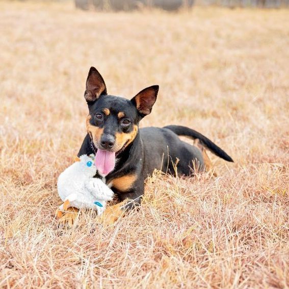 Enlarge *Ellie, a Adoptable mixed breed in Justin, TX image 3/6