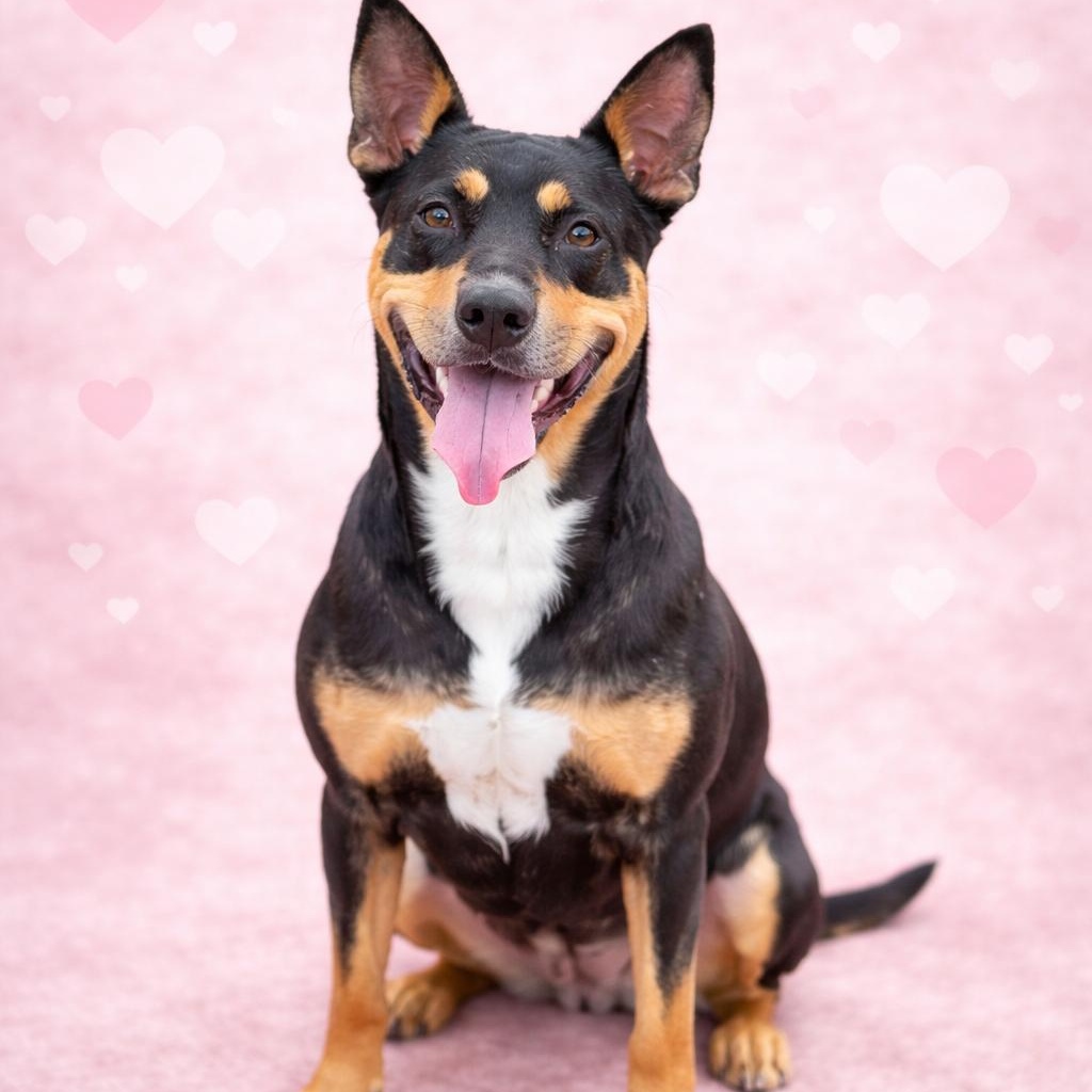 *Ellie, Adoptable, Adult Female Australian Kelpie.